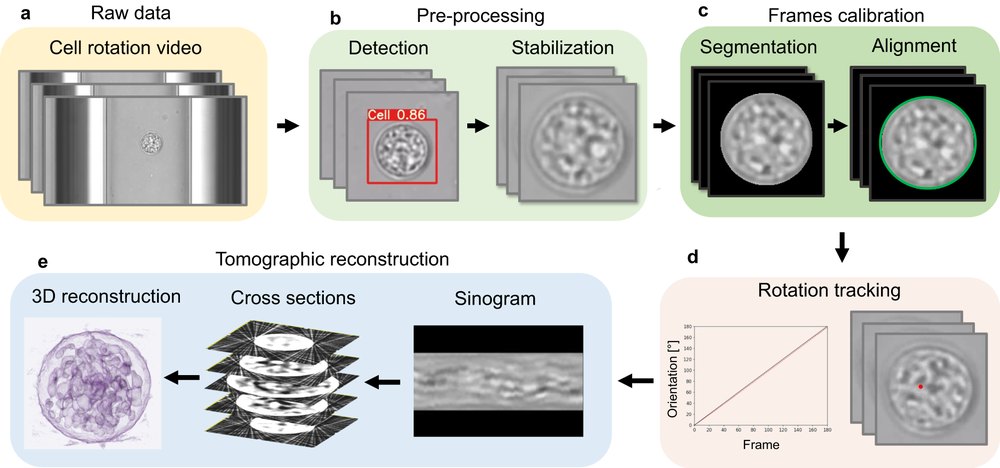 AI-assisted cell rotation tomography workflow