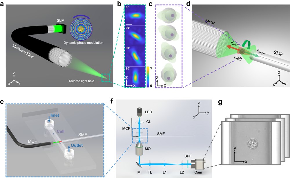 Multicore fiber cell rotation and optical tomography system